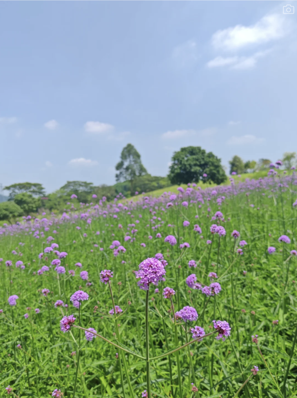 深圳石岩陌上花公園紫色馬鞭草花海盛放！附單車徑、露營區、兒童樂園親子必去 