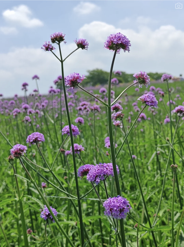 深圳石岩陌上花公園紫色馬鞭草花海盛放！附單車徑、露營區、兒童樂園親子必去 