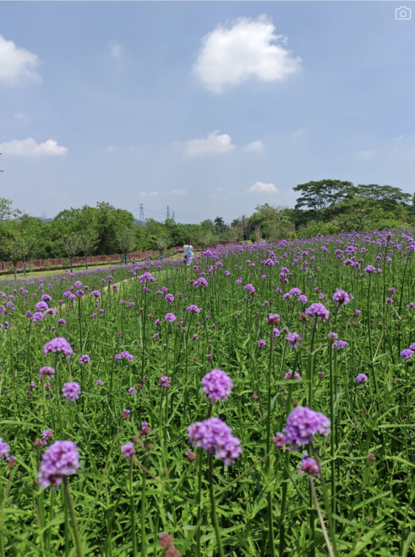 深圳石岩陌上花公園紫色馬鞭草花海盛放！附單車徑、露營區、兒童樂園親子必去 