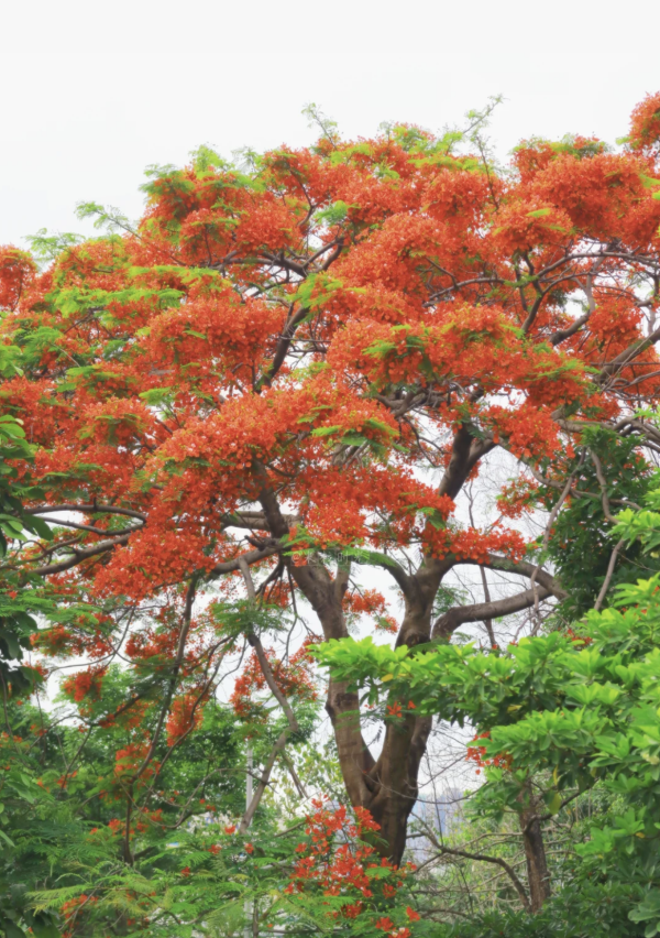 北上賞花2026｜深圳龍華觀瀾河鳳凰花盛放！初夏限定打卡必去附地址交通 