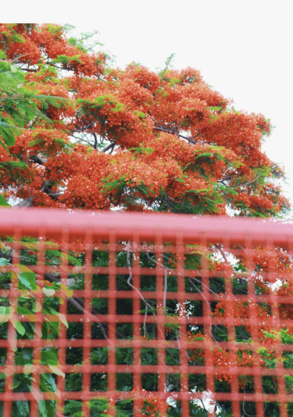 北上賞花2026｜深圳龍華觀瀾河鳳凰花盛放！初夏限定打卡必去附地址交通 