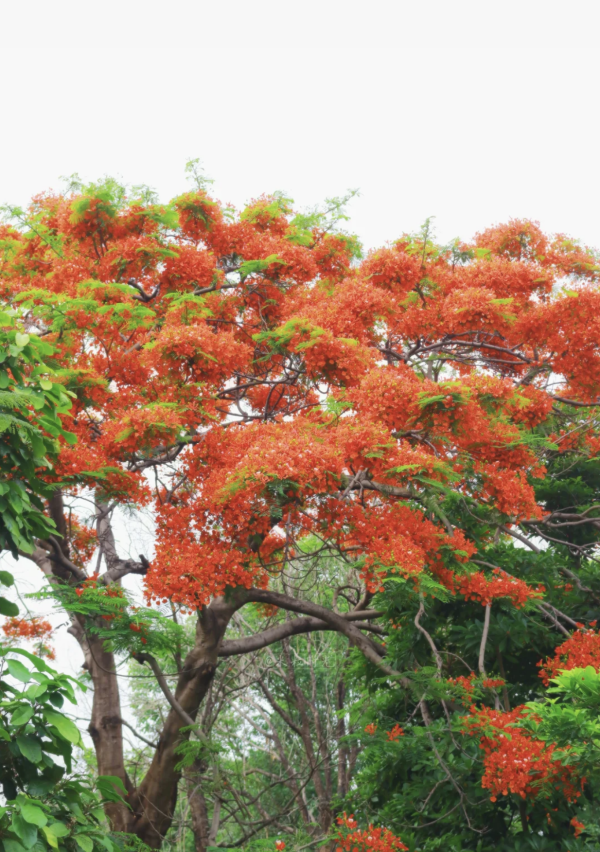 北上賞花2026｜深圳龍華觀瀾河鳳凰花盛放！初夏限定打卡必去附地址交通 