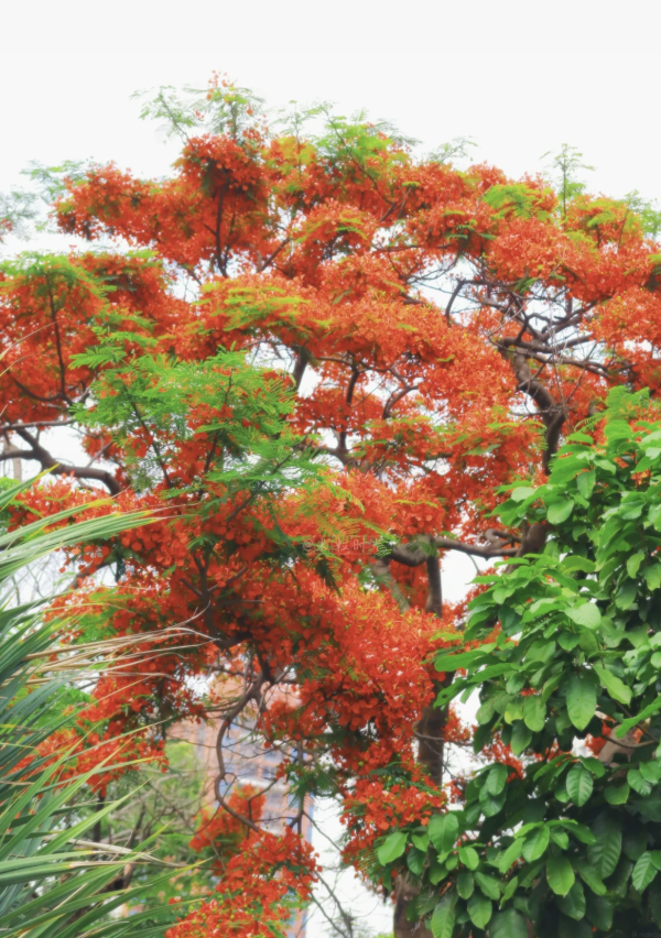 北上賞花2026｜深圳龍華觀瀾河鳳凰花盛放！初夏限定打卡必去附地址交通 