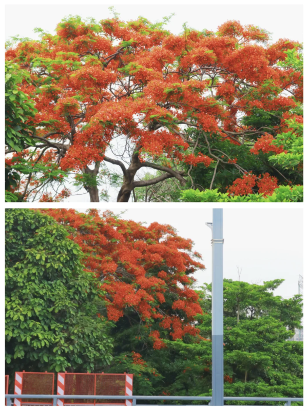 北上賞花2026｜深圳龍華觀瀾河鳳凰花盛放！初夏限定打卡必去附地址交通 