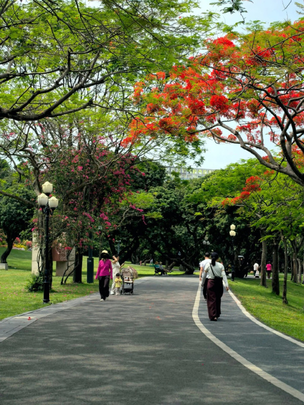 北上賞花2026｜深圳龍華觀瀾河鳳凰花盛放！初夏限定打卡必去附地址交通 