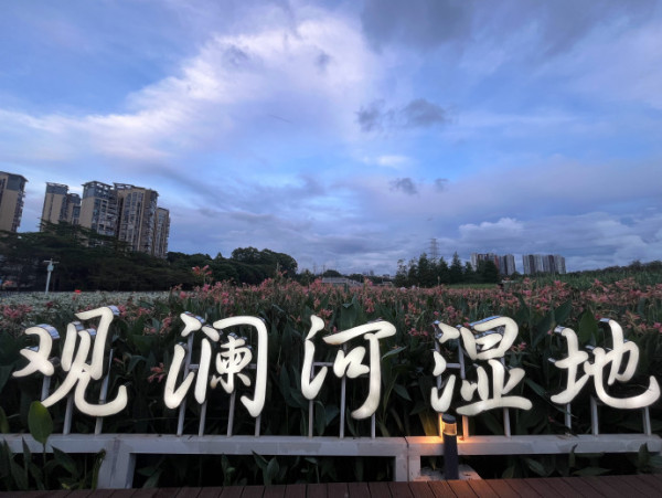 北上賞花2026｜深圳龍華觀瀾河鳳凰花盛放！初夏限定打卡必去附地址交通 