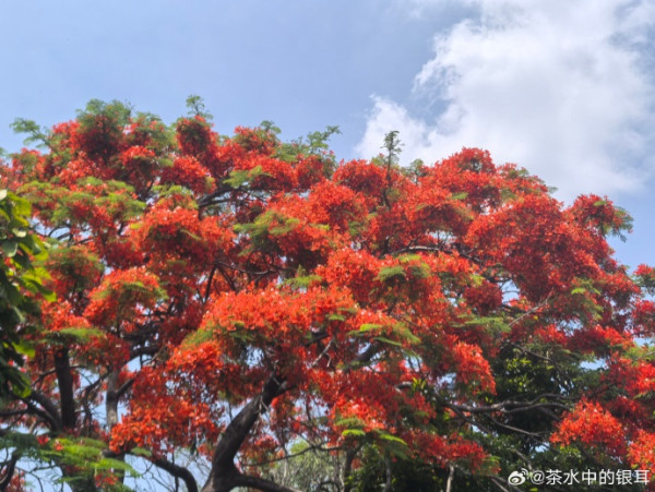 北上賞花2026｜深圳龍華觀瀾河鳳凰花盛放！初夏限定打卡必去附地址交通 