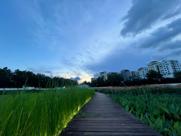 北上賞花2026｜深圳龍華觀瀾河鳳凰花盛放！初夏限定打卡必去附地址交通 