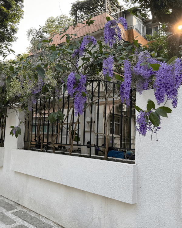 【深圳賞花地圖2026】深圳6大賞花景點推介 地鐵直達馬鞭草花海／仿荷蘭風車小鎮／夢幻繡球花展 