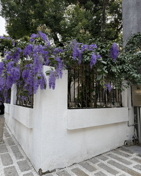 【深圳賞花地圖2026】深圳6大賞花景點推介 地鐵直達馬鞭草花海／仿荷蘭風車小鎮／夢幻繡球花展 