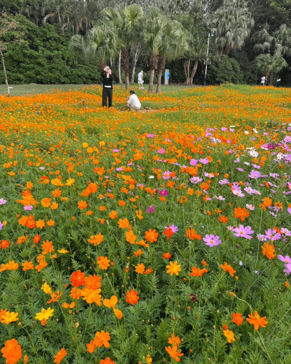 【深圳賞花地圖2026】深圳6大賞花景點推介 地鐵直達馬鞭草花海／仿荷蘭風車小鎮／夢幻繡球花展 