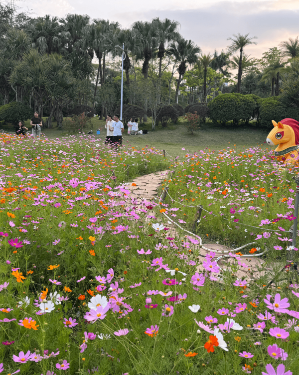 【深圳賞花地圖2026】深圳6大賞花景點推介 地鐵直達馬鞭草花海／仿荷蘭風車小鎮／夢幻繡球花展 
