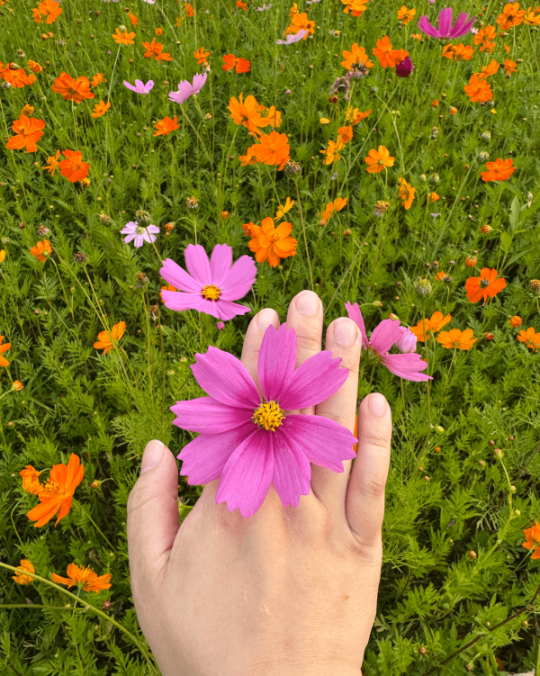 【深圳賞花地圖2026】深圳6大賞花景點推介 地鐵直達馬鞭草花海／仿荷蘭風車小鎮／夢幻繡球花展 