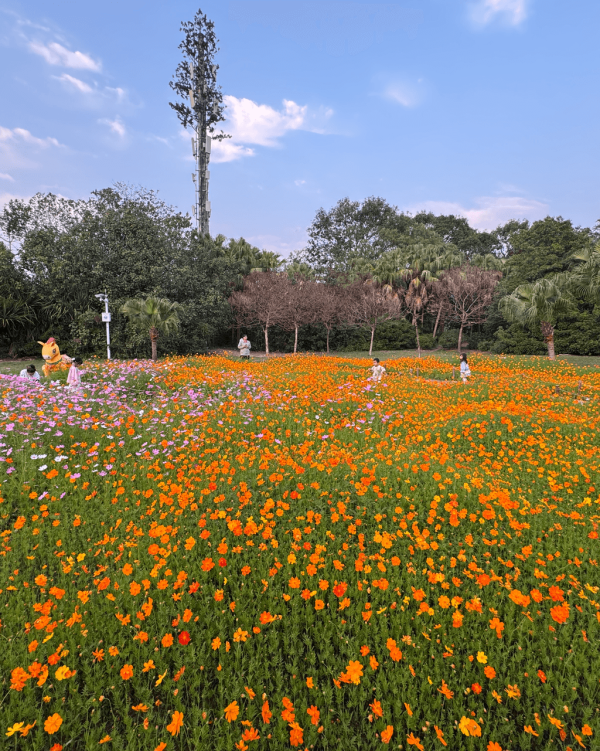 【深圳賞花地圖2026】深圳6大賞花景點推介 地鐵直達馬鞭草花海／仿荷蘭風車小鎮／夢幻繡球花展 