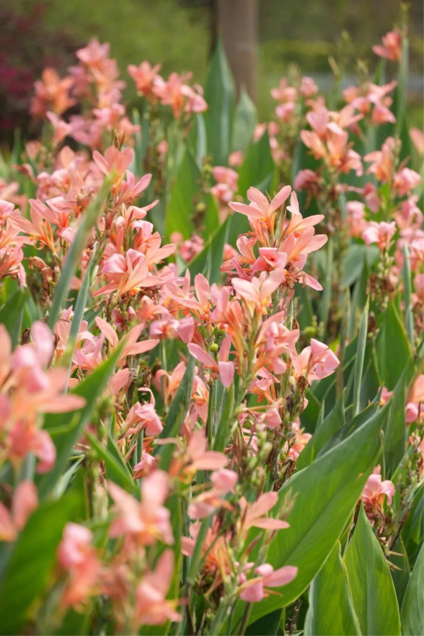 【深圳賞花地圖2026】深圳6大賞花景點推介 地鐵直達馬鞭草花海／仿荷蘭風車小鎮／夢幻繡球花展 