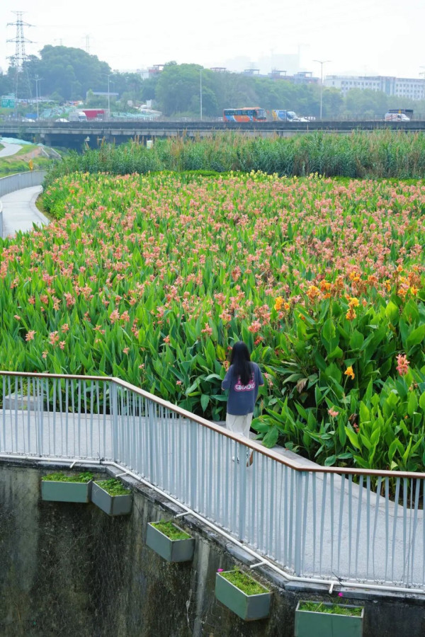 【深圳賞花地圖2026】深圳6大賞花景點推介 地鐵直達馬鞭草花海／仿荷蘭風車小鎮／夢幻繡球花展 