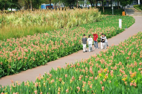 【深圳賞花地圖2026】深圳6大賞花景點推介 地鐵直達馬鞭草花海／仿荷蘭風車小鎮／夢幻繡球花展 