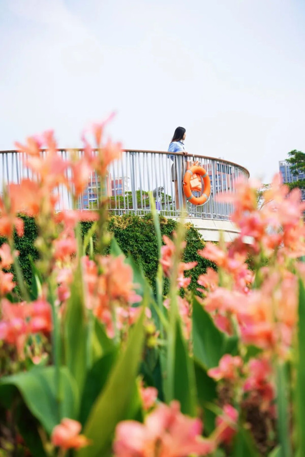 【深圳賞花地圖2026】深圳6大賞花景點推介 地鐵直達馬鞭草花海／仿荷蘭風車小鎮／夢幻繡球花展 