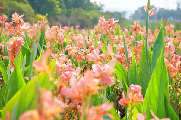 【深圳賞花地圖2026】深圳6大賞花景點推介 地鐵直達馬鞭草花海／仿荷蘭風車小鎮／夢幻繡球花展 