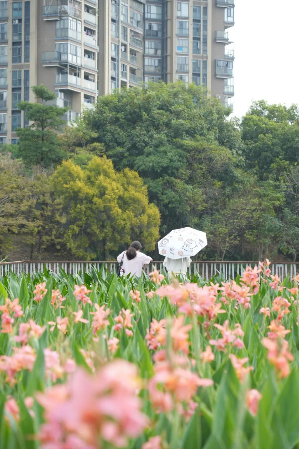 【深圳賞花地圖2026】深圳6大賞花景點推介 地鐵直達馬鞭草花海／仿荷蘭風車小鎮／夢幻繡球花展 