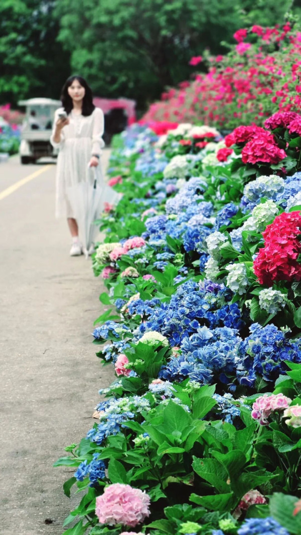 【深圳賞花地圖2026】深圳6大賞花景點推介 地鐵直達馬鞭草花海／仿荷蘭風車小鎮／夢幻繡球花展 