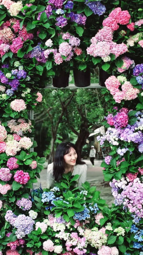 【深圳賞花地圖2026】深圳6大賞花景點推介 地鐵直達馬鞭草花海／仿荷蘭風車小鎮／夢幻繡球花展 