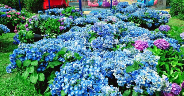 【深圳賞花地圖2026】深圳6大賞花景點推介 地鐵直達馬鞭草花海／仿荷蘭風車小鎮／夢幻繡球花展 