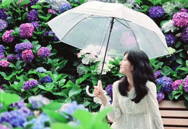 【深圳賞花地圖2026】深圳6大賞花景點推介 地鐵直達馬鞭草花海／仿荷蘭風車小鎮／夢幻繡球花展 