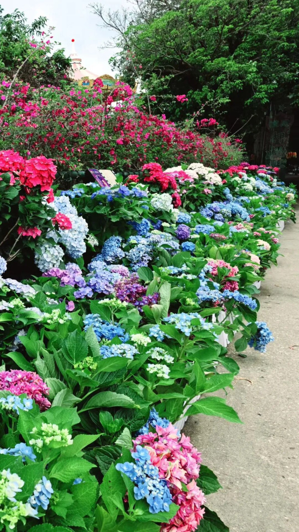 【深圳賞花地圖2026】深圳6大賞花景點推介 地鐵直達馬鞭草花海／仿荷蘭風車小鎮／夢幻繡球花展 