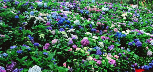 【深圳賞花地圖2026】深圳6大賞花景點推介 地鐵直達馬鞭草花海／仿荷蘭風車小鎮／夢幻繡球花展 