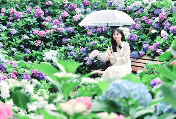 【深圳賞花地圖2026】深圳6大賞花景點推介 地鐵直達馬鞭草花海／仿荷蘭風車小鎮／夢幻繡球花展 