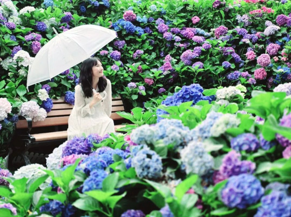 【深圳賞花地圖2026】深圳6大賞花景點推介 地鐵直達馬鞭草花海／仿荷蘭風車小鎮／夢幻繡球花展 