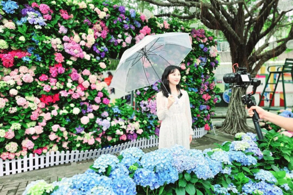 【深圳賞花地圖2026】深圳6大賞花景點推介 地鐵直達馬鞭草花海／仿荷蘭風車小鎮／夢幻繡球花展 