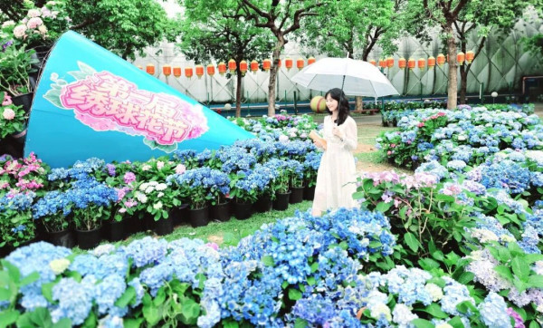 【深圳賞花地圖2026】深圳6大賞花景點推介 地鐵直達馬鞭草花海／仿荷蘭風車小鎮／夢幻繡球花展 