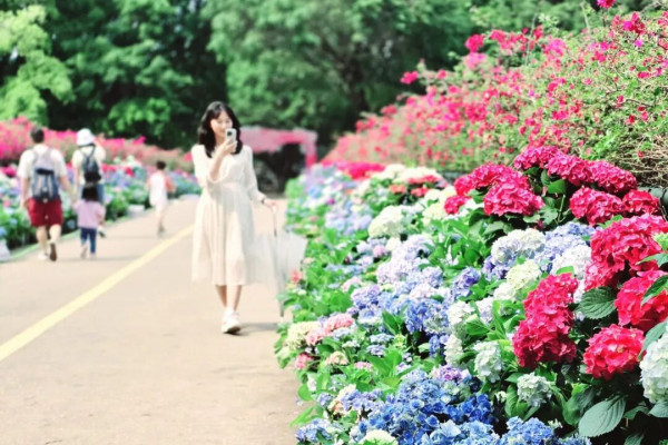 【深圳賞花地圖2026】深圳6大賞花景點推介 地鐵直達馬鞭草花海／仿荷蘭風車小鎮／夢幻繡球花展 