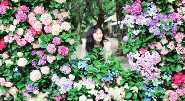 【深圳賞花地圖2026】深圳6大賞花景點推介 地鐵直達馬鞭草花海／仿荷蘭風車小鎮／夢幻繡球花展 