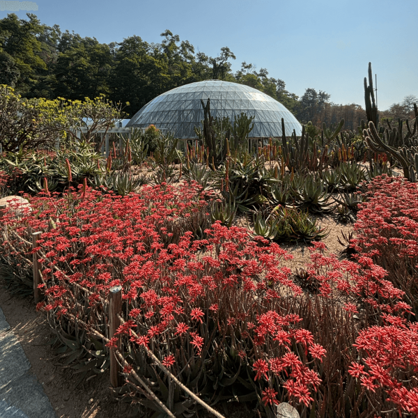 【深圳賞花地圖2026】深圳6大賞花景點推介 地鐵直達馬鞭草花海／仿荷蘭風車小鎮／夢幻繡球花展 