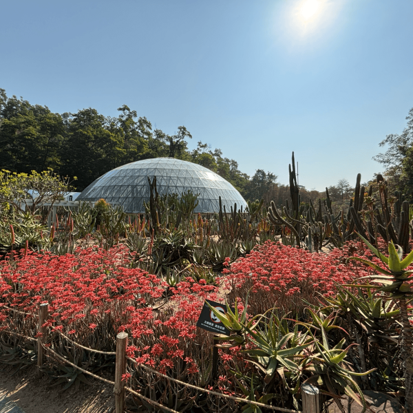 【深圳賞花地圖2026】深圳6大賞花景點推介 地鐵直達馬鞭草花海／仿荷蘭風車小鎮／夢幻繡球花展 