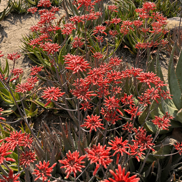 【深圳賞花地圖2026】深圳6大賞花景點推介 地鐵直達馬鞭草花海／仿荷蘭風車小鎮／夢幻繡球花展 