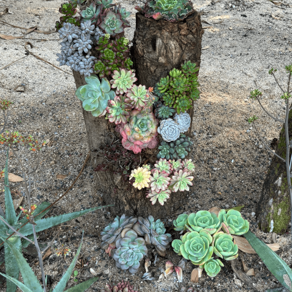 【深圳賞花地圖2026】深圳6大賞花景點推介 地鐵直達馬鞭草花海／仿荷蘭風車小鎮／夢幻繡球花展 