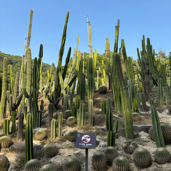 【深圳賞花地圖2026】深圳6大賞花景點推介 地鐵直達馬鞭草花海／仿荷蘭風車小鎮／夢幻繡球花展 