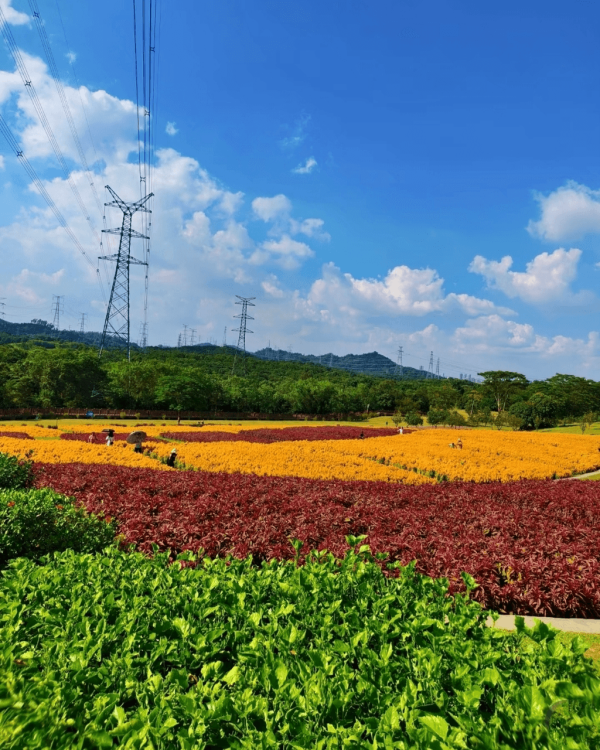 【深圳賞花地圖2026】深圳6大賞花景點推介 地鐵直達馬鞭草花海／仿荷蘭風車小鎮／夢幻繡球花展 