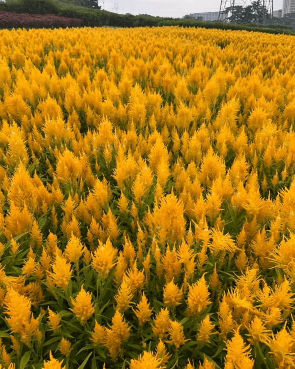 【深圳賞花地圖2026】深圳6大賞花景點推介 地鐵直達馬鞭草花海／仿荷蘭風車小鎮／夢幻繡球花展 