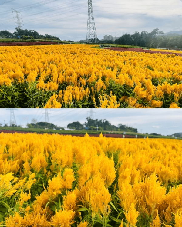 【深圳賞花地圖2026】深圳6大賞花景點推介 地鐵直達馬鞭草花海／仿荷蘭風車小鎮／夢幻繡球花展 