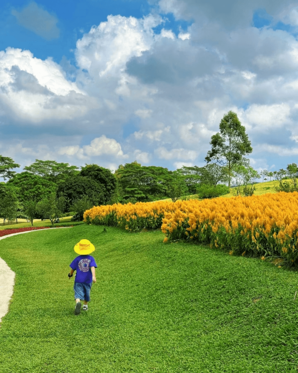 【深圳賞花地圖2026】深圳6大賞花景點推介 地鐵直達馬鞭草花海／仿荷蘭風車小鎮／夢幻繡球花展 