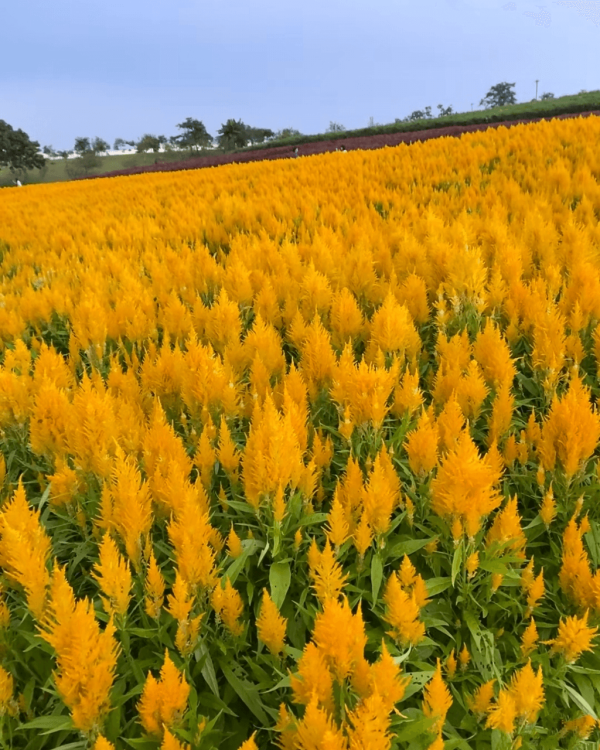 【深圳賞花地圖2026】深圳6大賞花景點推介 地鐵直達馬鞭草花海／仿荷蘭風車小鎮／夢幻繡球花展 