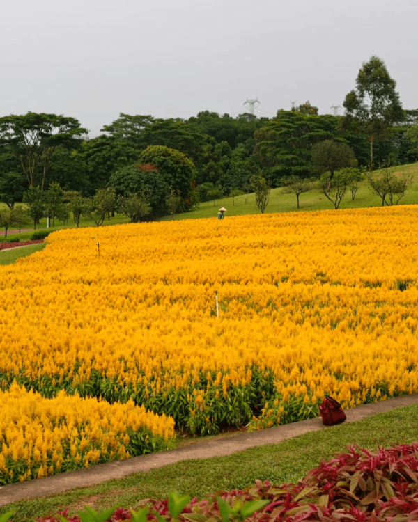 【深圳賞花地圖2026】深圳6大賞花景點推介 地鐵直達馬鞭草花海／仿荷蘭風車小鎮／夢幻繡球花展 