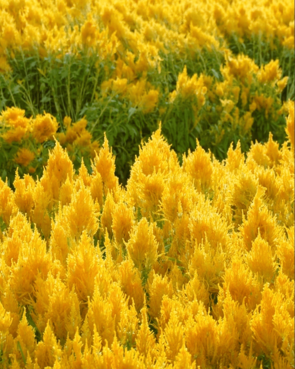 【深圳賞花地圖2026】深圳6大賞花景點推介 地鐵直達馬鞭草花海／仿荷蘭風車小鎮／夢幻繡球花展 