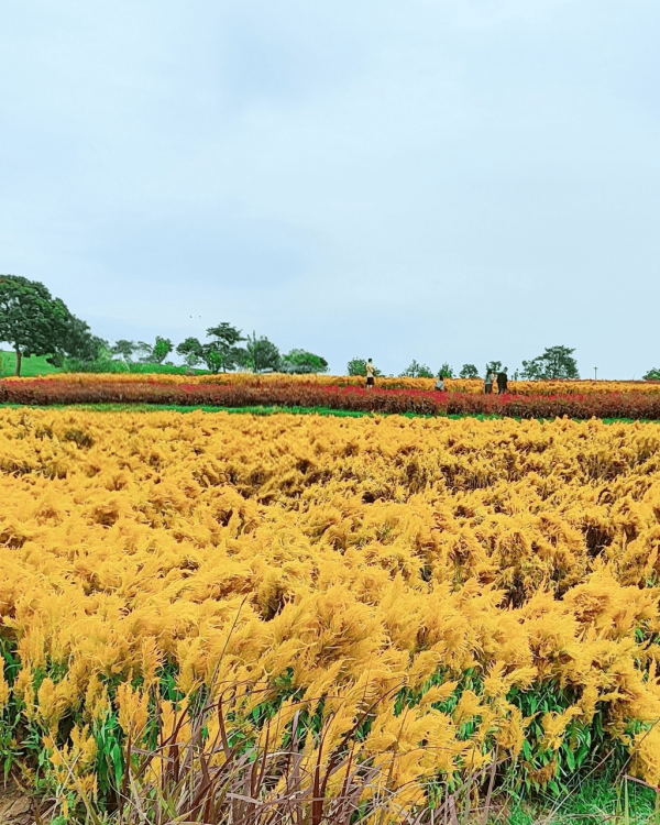 【深圳賞花地圖2026】深圳6大賞花景點推介 地鐵直達馬鞭草花海／仿荷蘭風車小鎮／夢幻繡球花展 