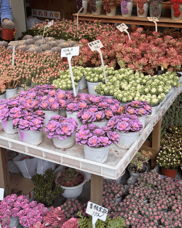 【深圳賞花地圖2026】深圳6大賞花景點推介 地鐵直達馬鞭草花海／仿荷蘭風車小鎮／夢幻繡球花展 